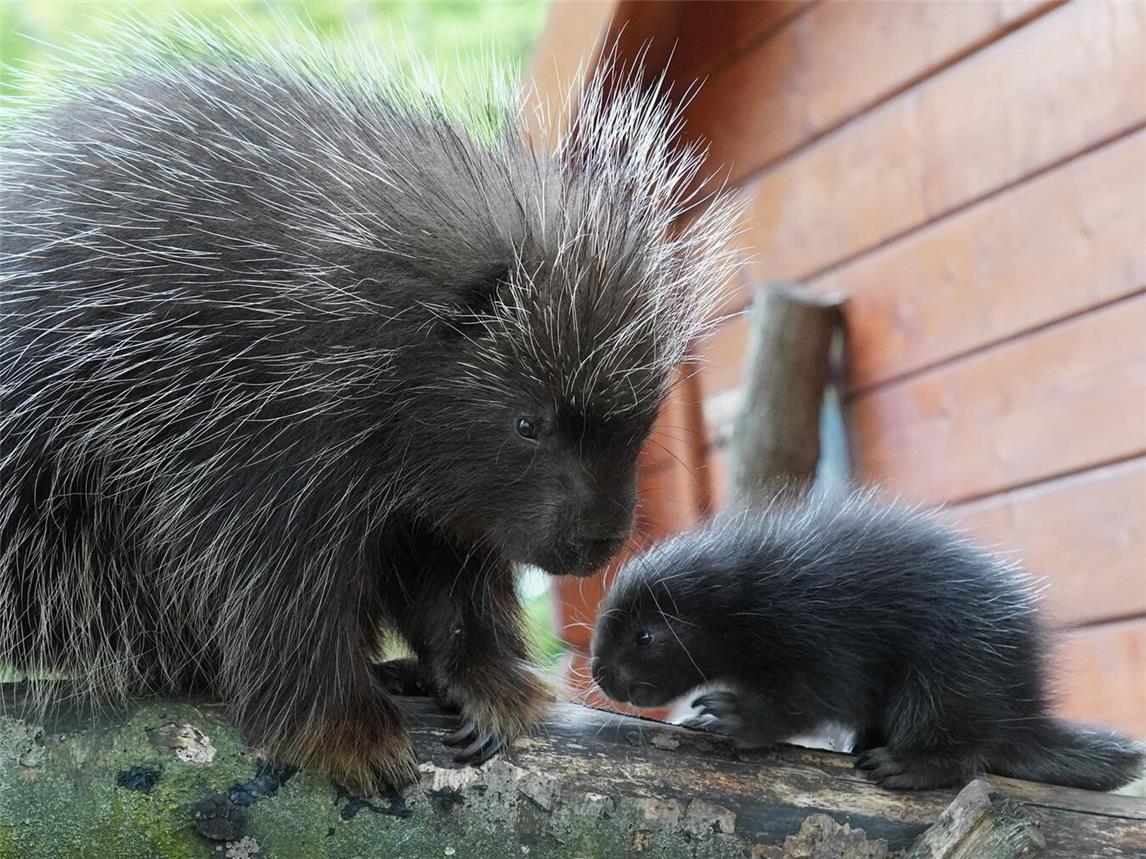 „Ein toller Erfolg“ für den Tiergarten, wie Leiter Martin Polotzek sagt: Das Jungtier des Baumstachlerpaares Birgit und Bruce. Foto: Tiergarten Kleve