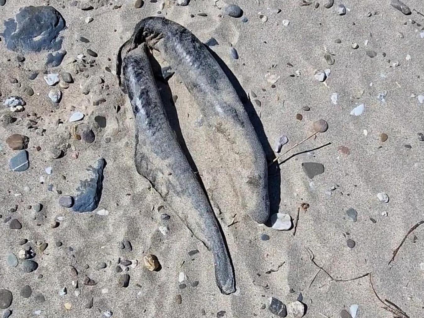 Ein toter Aal mit typischen Verletzungen („Knakaal“), der bei Emmerich am Rhein gefunden wurde. Foto: Mandy Drenhaus