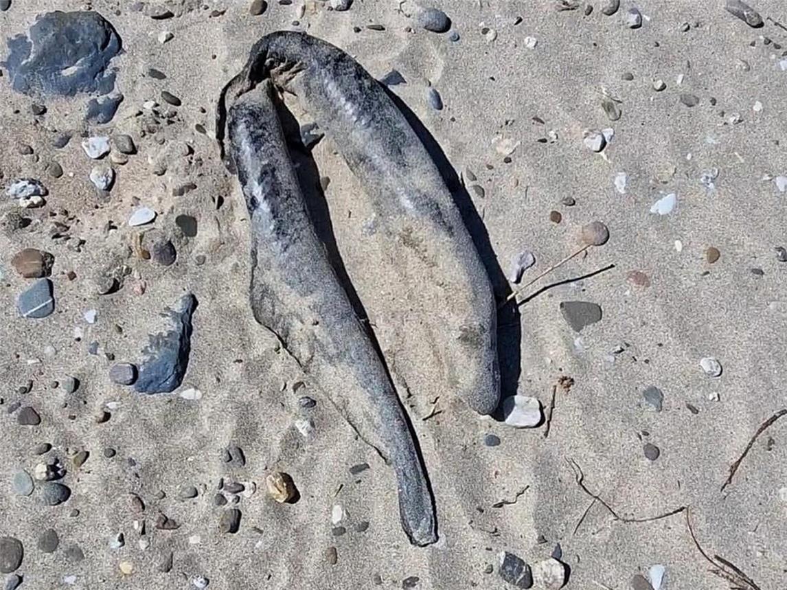 Ein toter Aal mit typischen Verletzungen („Knakaal“), der bei Emmerich am Rhein gefunden wurde. Foto: Mandy Drenhaus