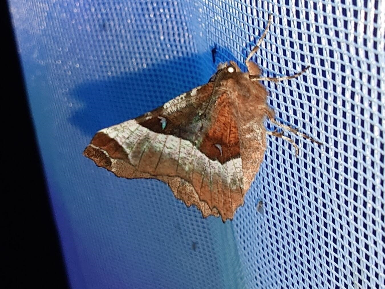 Ein violettbrauner Mondfleckspanner (Selenia tetralunaria). Foto: M. Hertel