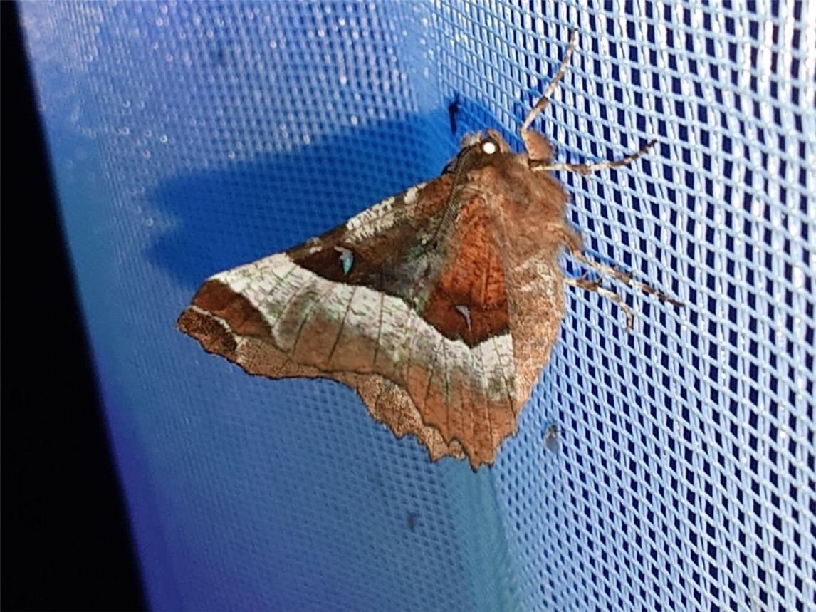 Ein violettbrauner Mondfleckspanner (Selenia tetralunaria). Foto: M. Hertel