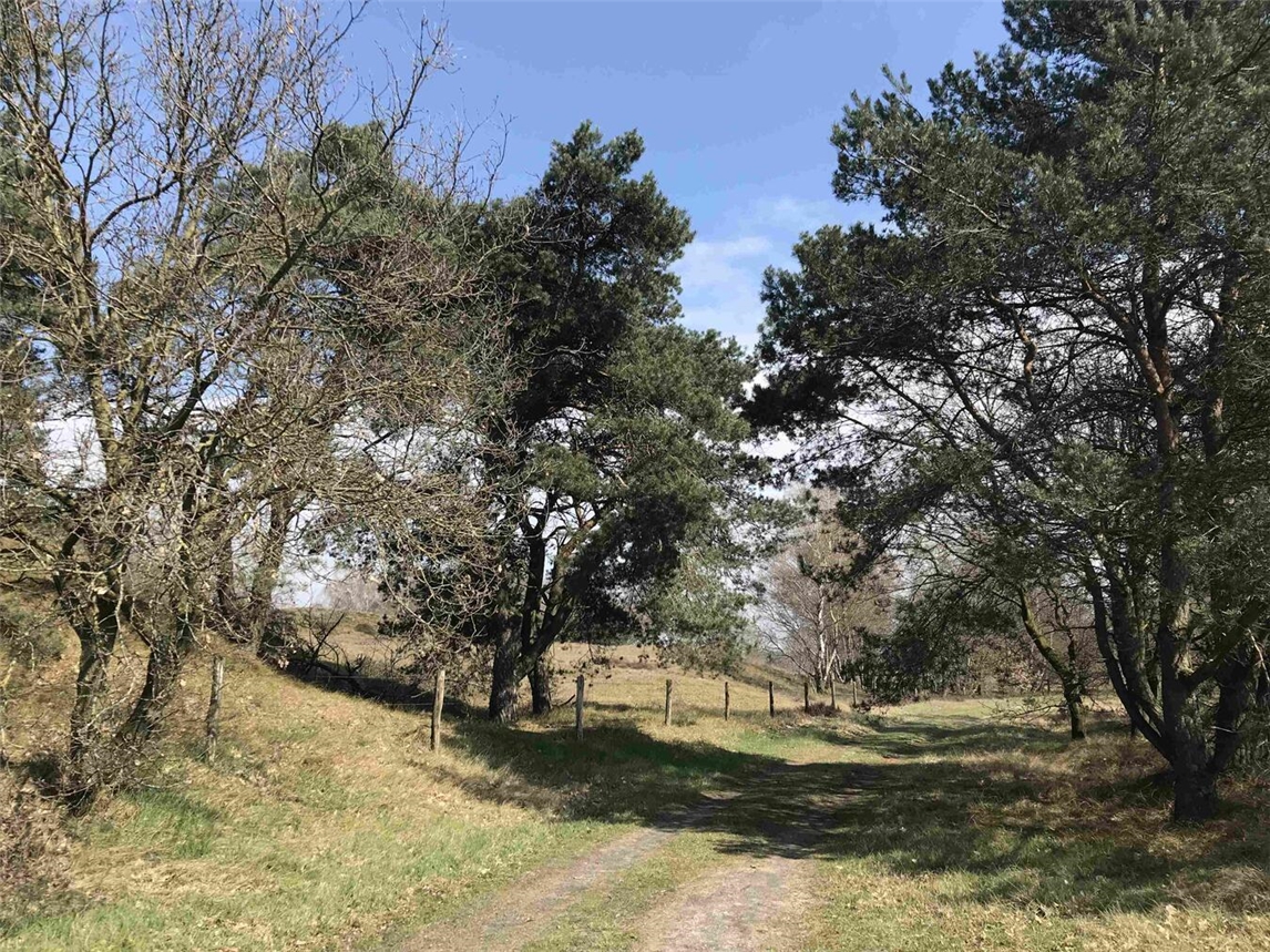 "Wanderparadies De Maasduinen mit grünen Dünen und blauem Himmel, Naturpark Niederlande"