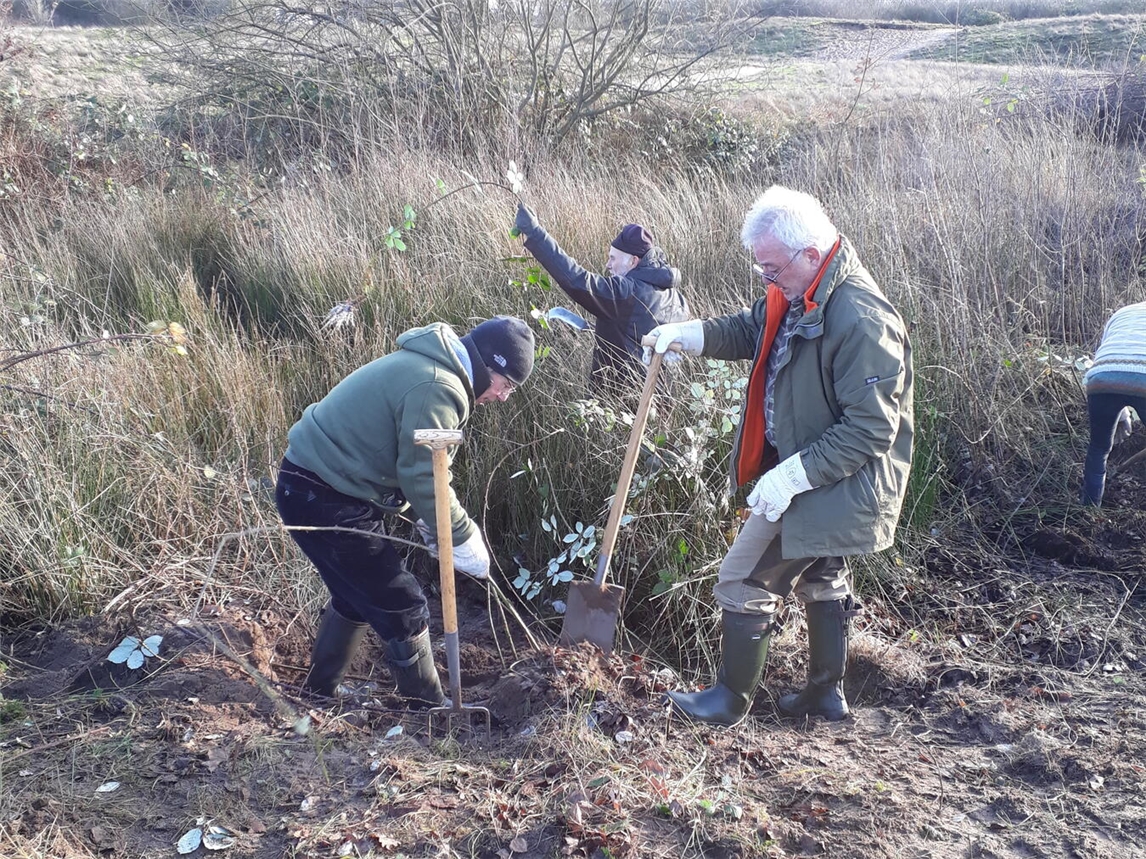 Ein weiterer Pflegeeinsatz findet am Freitag in den Wisseler Dünen statt. Foto: NZ Kleve
