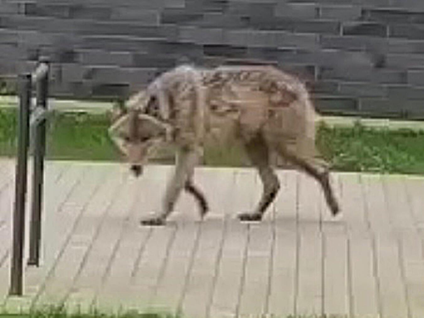 Wolf in der Stadt gesichtet Eine Aufnahme des vermeintlichen Wolfs vor der Realschule.Screenshot: Facebook/NelladellaRalf Melles