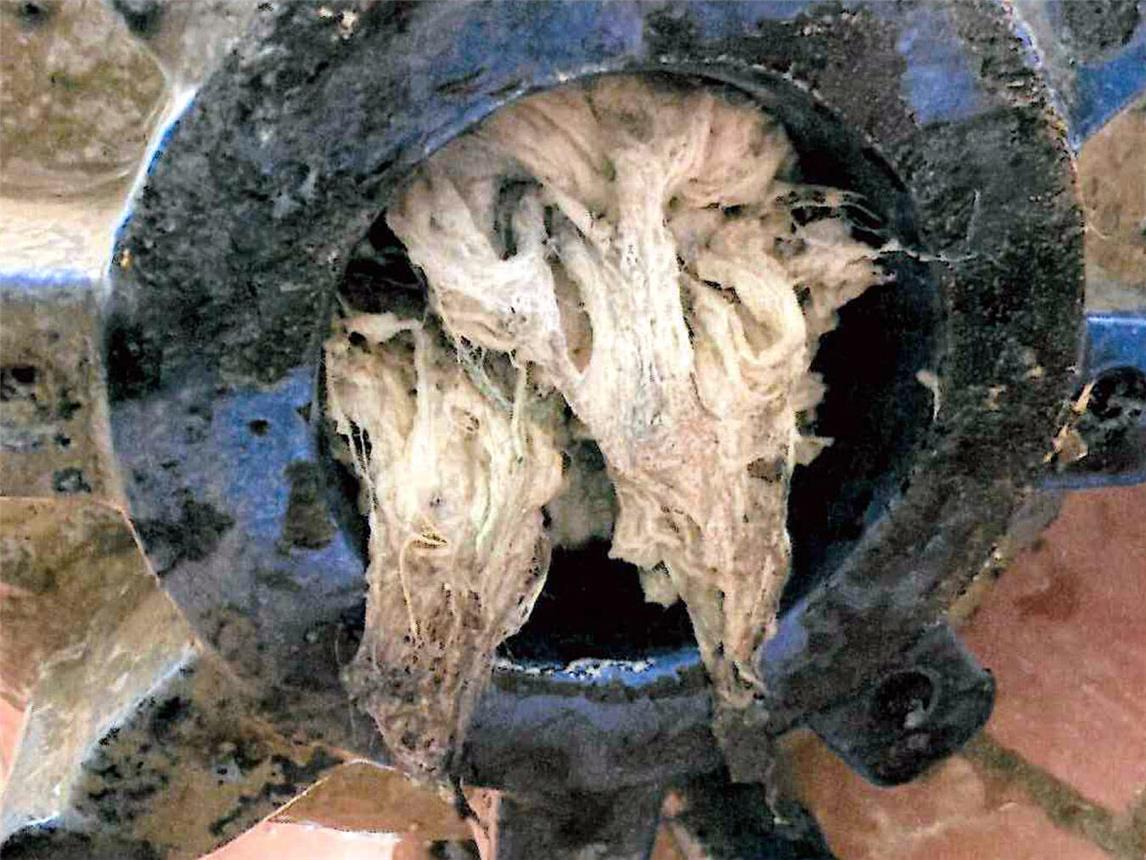 Eine ekelige Angelegenheit. Foto: Gemeinde Sonsbeck