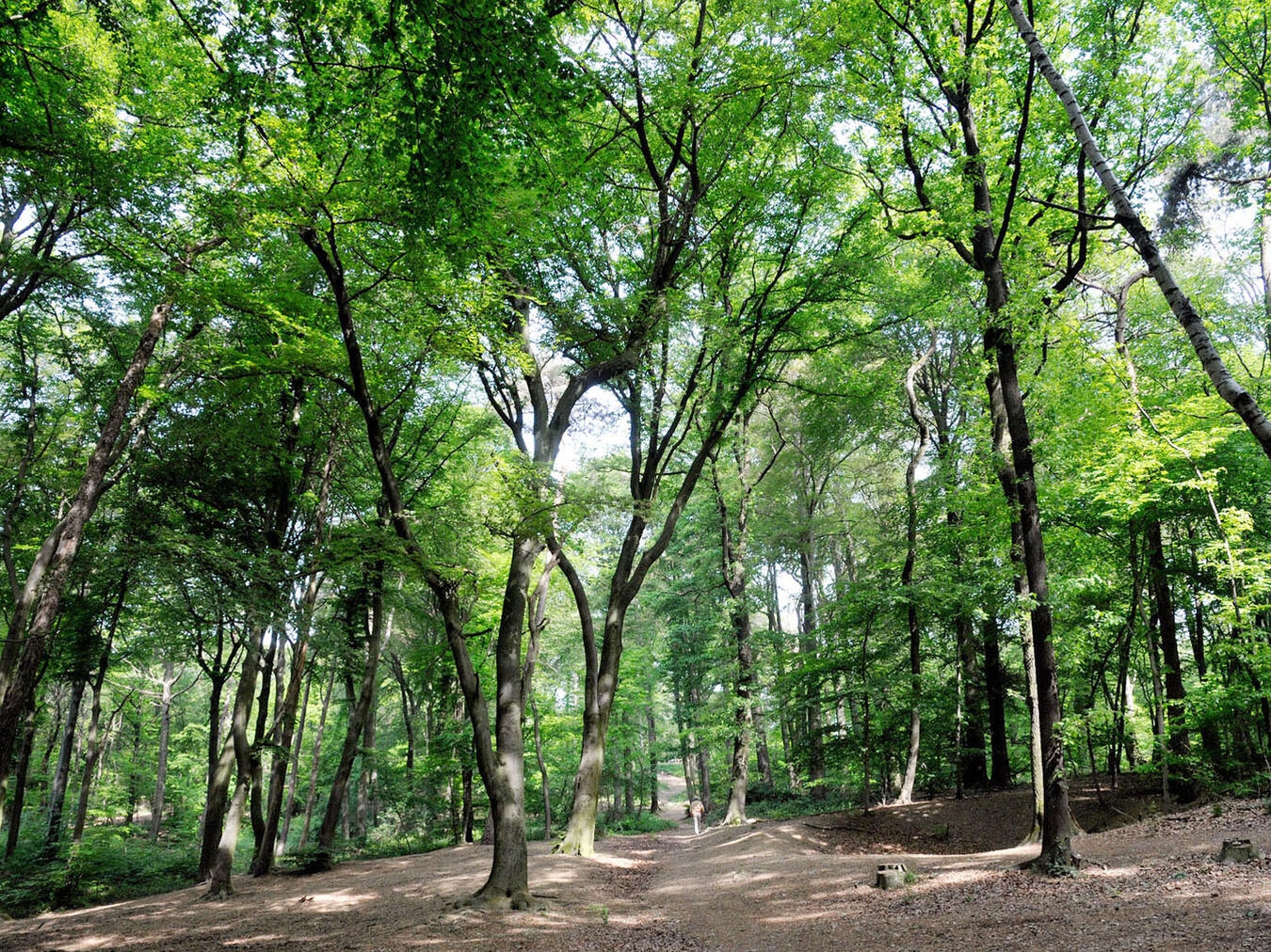Eine geführte Wanderung zur 400 Jahre alten Fossa Eugenia findet am Samstag, 5. September, statt. NN-Foto: Archiv/Rüdiger Dehnen