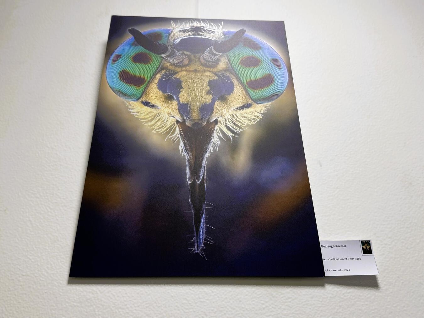 Eine Goldaugenbremse in einer Makroaufnahme. Foto: Ulrich Werneke