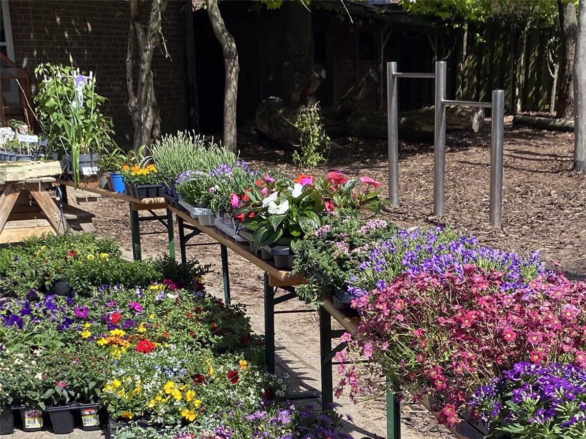 Eine große Auswahl an Sommerblumen und Gemüsepflanzen erwarten die Besucher. Foto: privat
