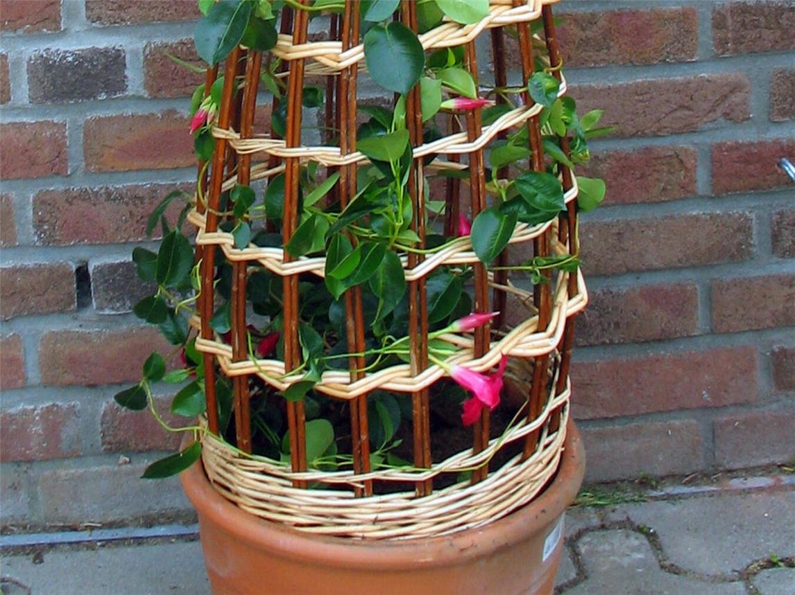 Eine natürliche Rankhilfe aus ungeschälter Weide ist perfekt für Kletterpflanzen auf Balkon und im Garten. Foto: Landfrauen