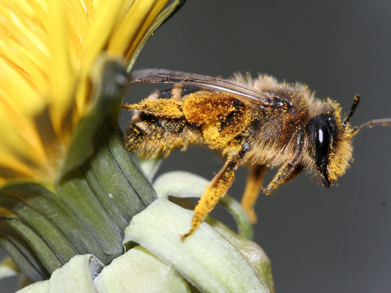 Mit Biene Maja und Willi durch die Welt der Insekten Eine Sandbiene bei der Arbeit. Foto: Nabu/H. May