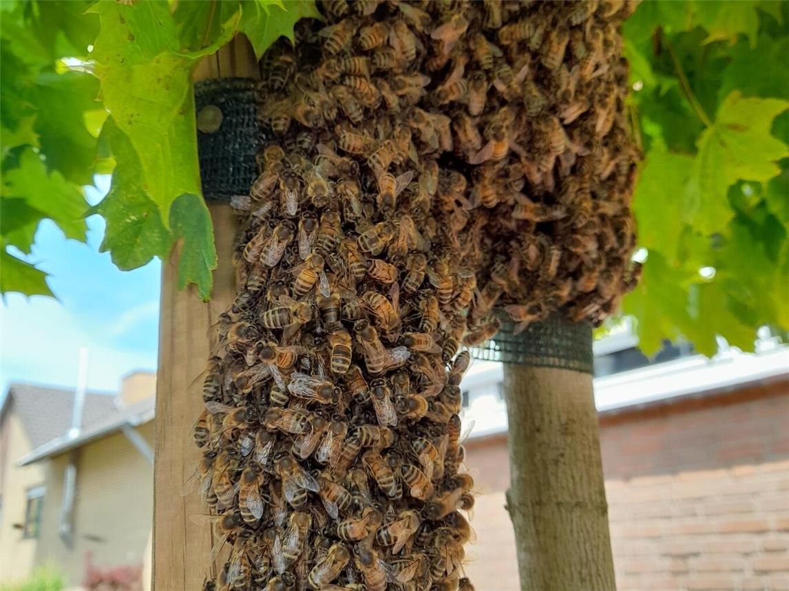 Eine Schwarmtraube kann aus einigen Tausend Tieren bestehen. Foto: Marco Janßen