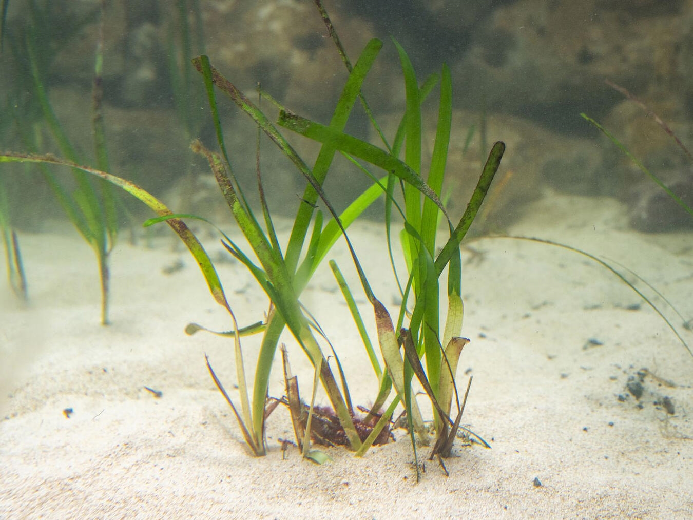 Burgers‘ Zoo baut weltweit größtes Seegras-Aquarium auf Eine Seegraswiese bietet jungen Fischen Schutz und Nahrung, filtert das Wasser und bindet große Mengen Stickstoff und Kohlendioxid. Fotos: Königlicher Burgers‘ Zoo/Mira Meijer