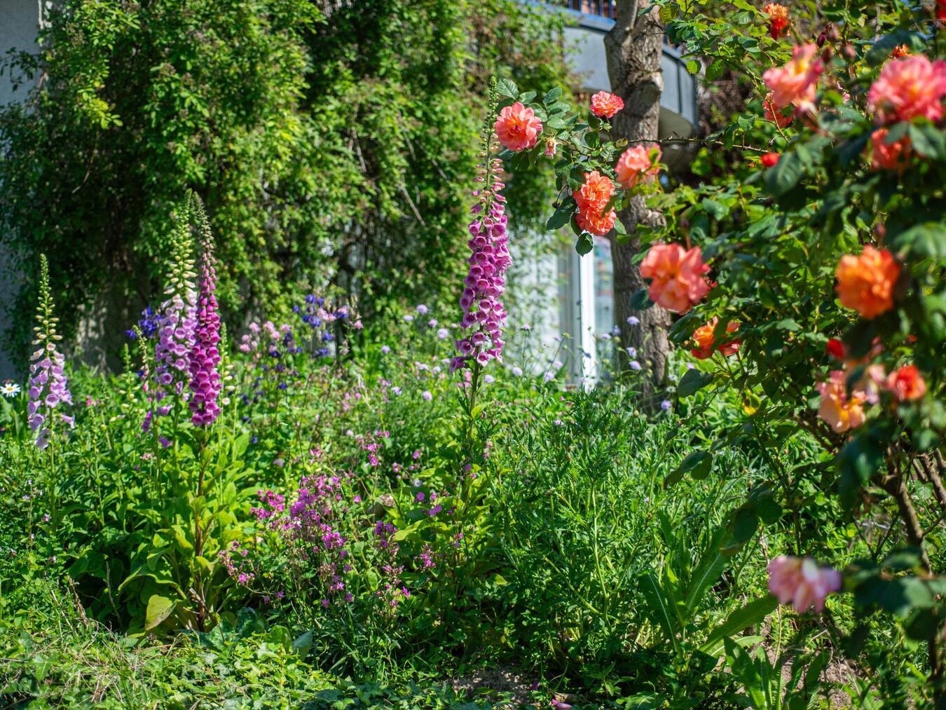 Eine üppige Blütenpracht erwartet die Besucher in Stenden. Foto: privat
