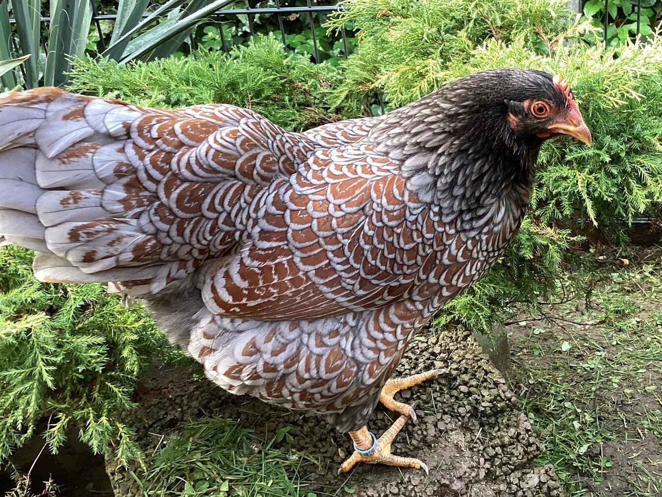 Rassegeflügelschau im Bürgersaal in Issum Eine Zwerg-Barnevelder-Henne. Foto: privat
