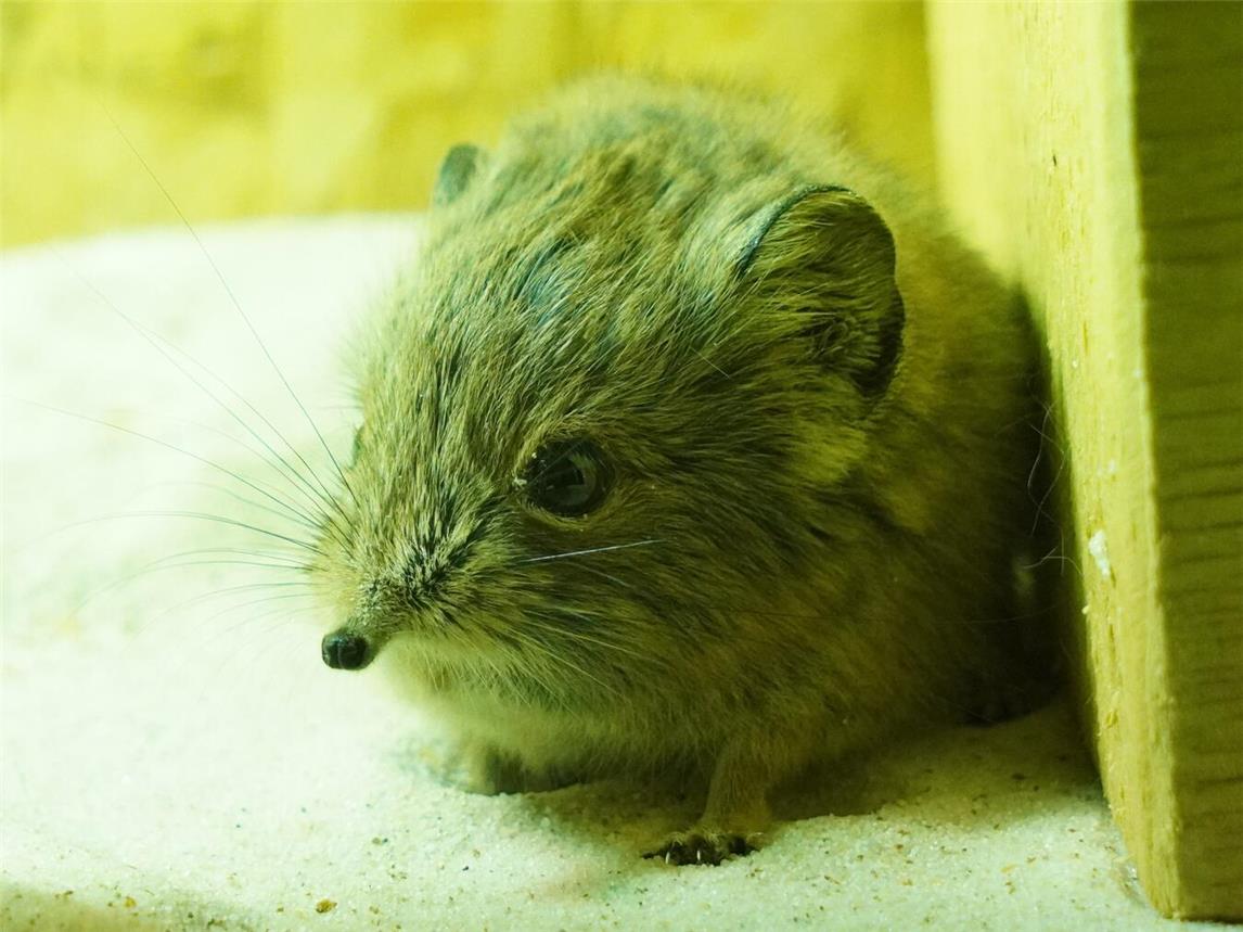 Ende Februar erblickte neuer Rüsselspringernachwuchs das Licht der Welt.Foto: Tiergarten Kleve