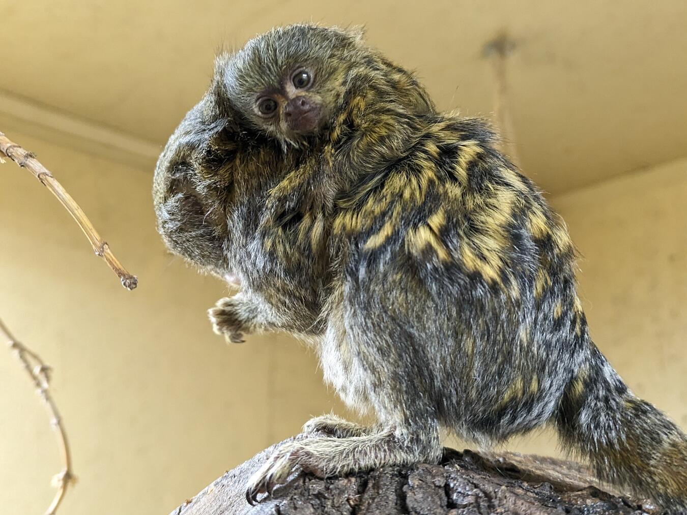 Ende Januar kam der Nachwuchs zur Welt.Foto: Carolin Detering