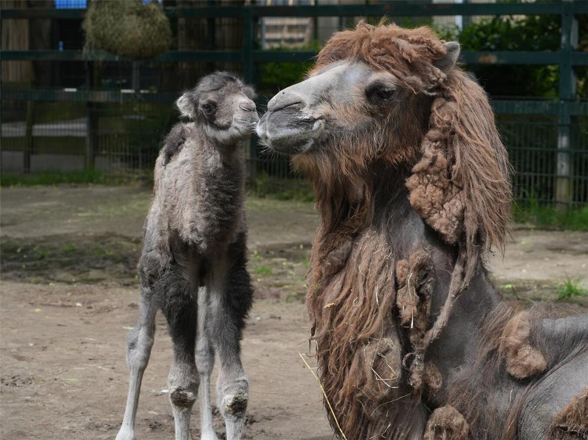 Ende Mai kam ein Trampeltierfohlen im Klever Tiergarten zur Welt. Foto: Tiergarten Kleve