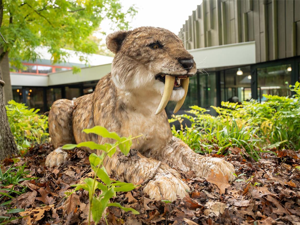 Entlang einer bestimmten Route durch den Burgers‘ Zoo können die Besucher 19 Tierarten aus der Eiszeit entdecken. Foto: Mira Meijer / Burgers‘ Zoo 