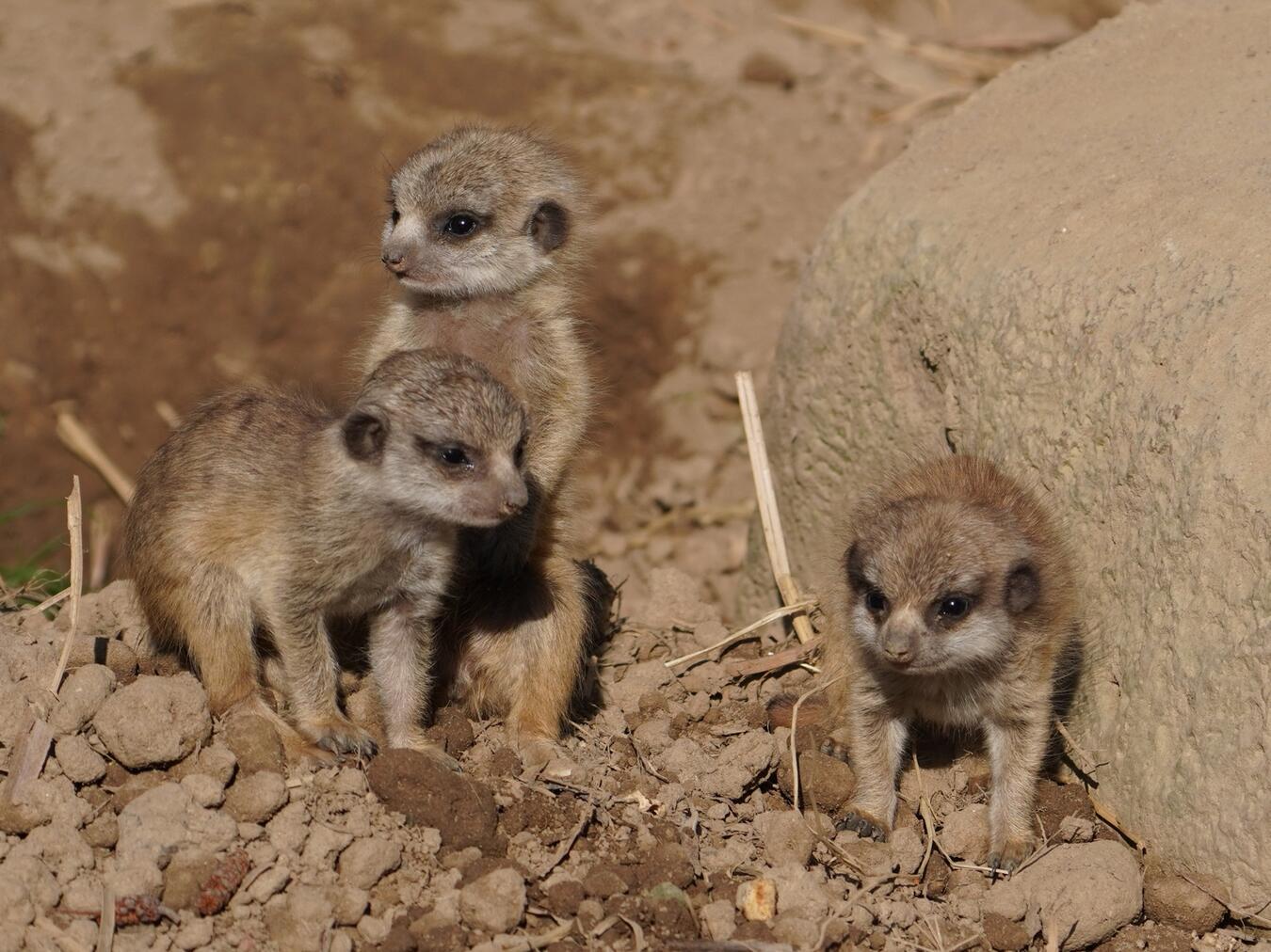 Erdmännchen kommen aus dem südlichen Afrika und leben in Gruppen von vier bis 30 Tieren zusammen. Foto: Tiergarten Kleve