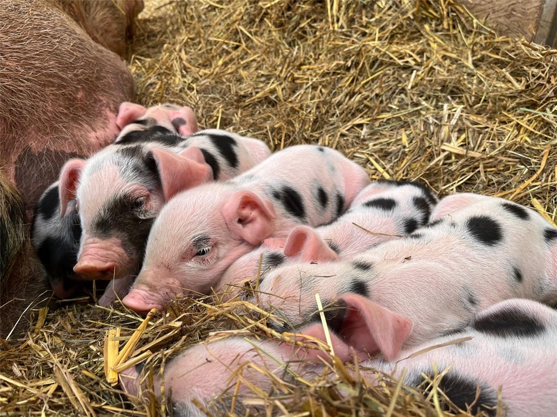 Erst mal ein Nickerchen machen: Die sechs kleinen Ferkel nach der Geburt. Foto: Tiergarten Kleve