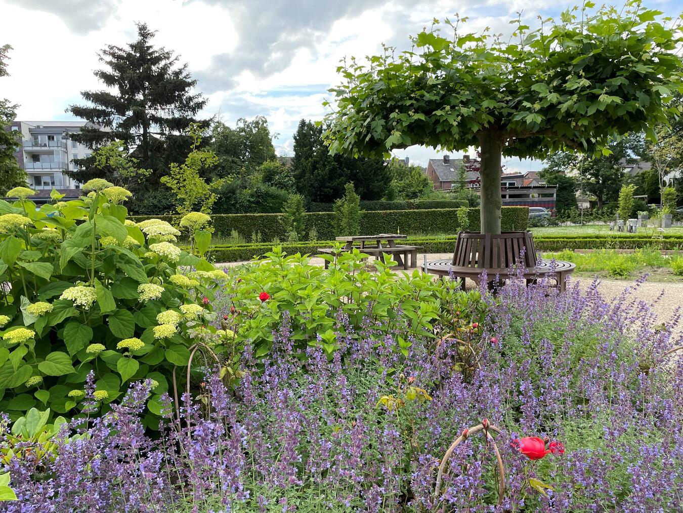Erstes Treffen der neuen Kräutergarten-AG in Elten Es wächst und gedeiht im neuen Kneipp-Kräutergarten am St.-Martinus-Stift in Elten. Foto: privat