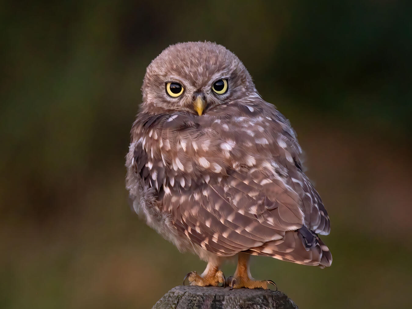 Foto: Berkel/ Pauels