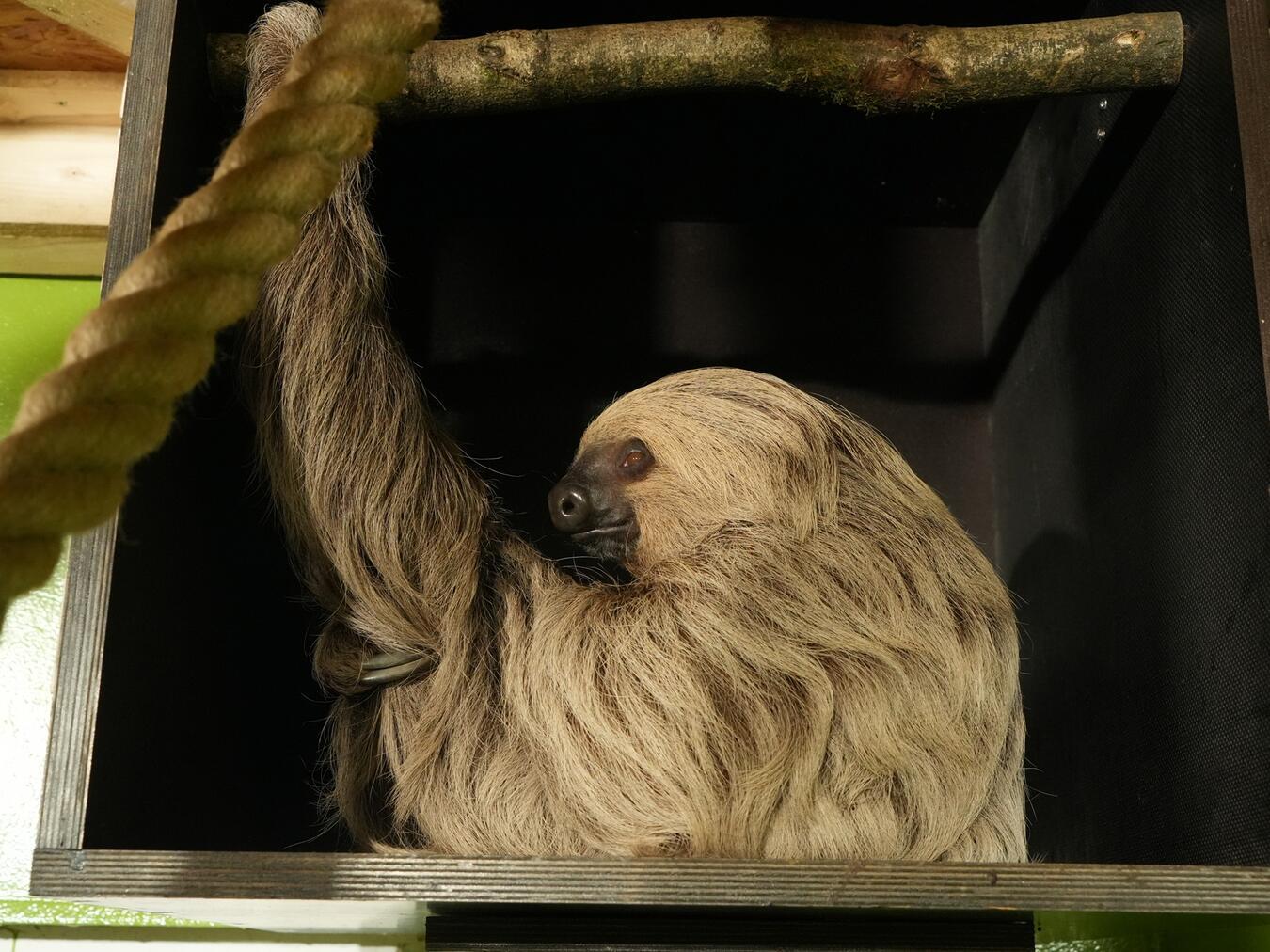 Tiergarten Kleve begrüßt Faultier Frieda Foto: Tiergarten Kleve