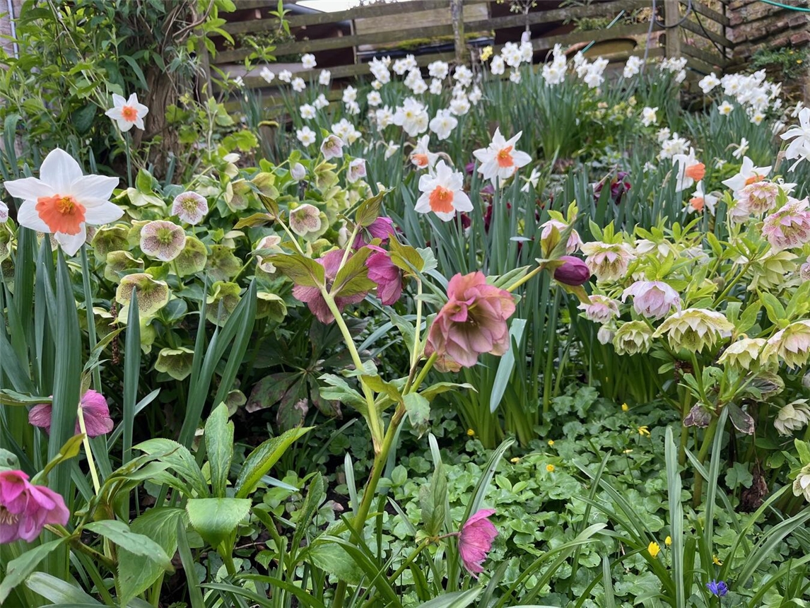 "Frühblüher im Garten von Haus Eyl, bunte Blumen blühen im Frühling"