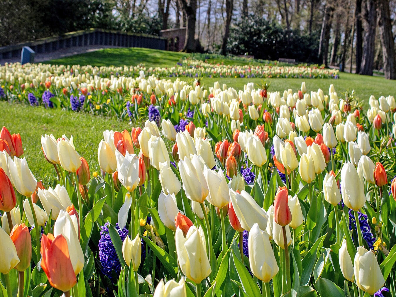 Frühlingsblüten in voller Pracht in Schlossgärten, Foto von Jo Daniels, Natur, Garten, Blumen, Frühling.