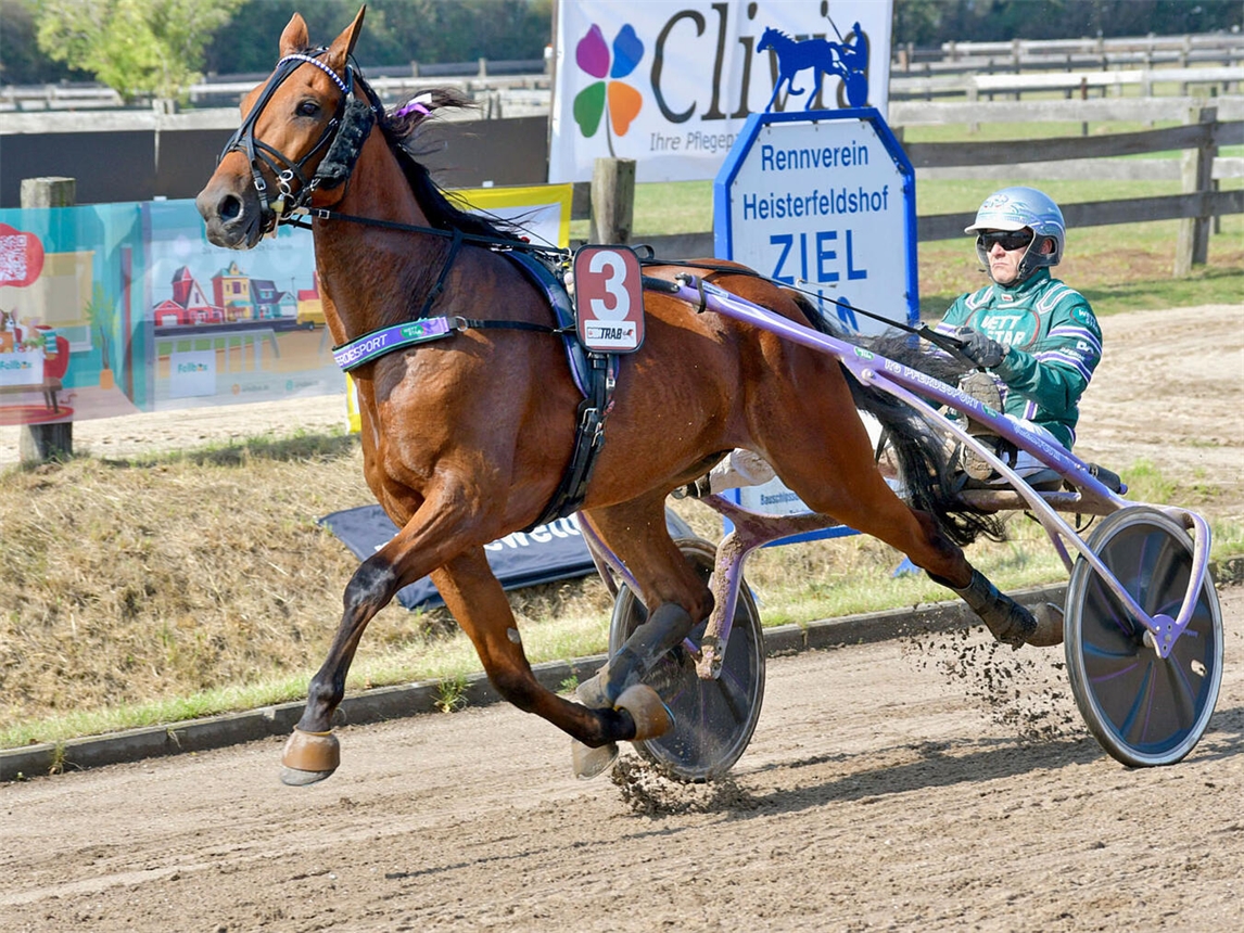 "Fünf Traber-Pferde bei einem Rennen am 20. September, Pferdesport, Trabrennen-Event"