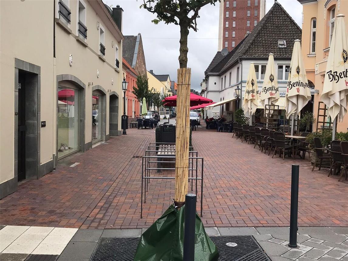 Für die Bäume in der Rheinberger Innenstadt sucht die StadtPflegepaten. Foto: Stadt Rheinberg