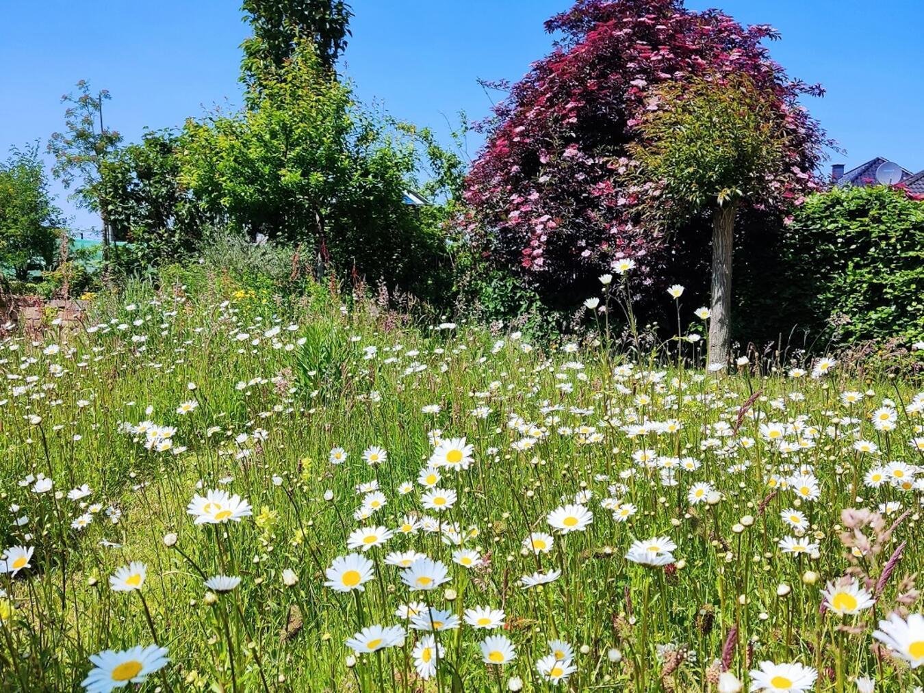 Für Insekten ist der Garten Block ein Paradies.