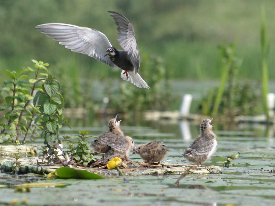 "Trauerseeschwalben-Fütterung am Wasser, Foto von Achim Vossmeyer, Naturzentrum Kleve"