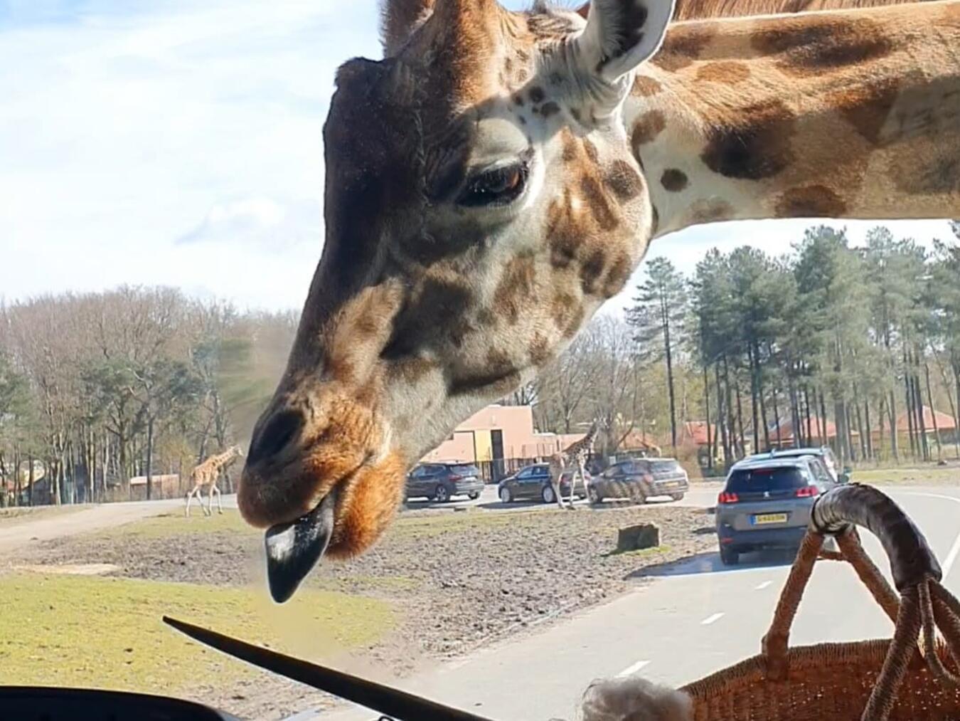 Ganz schön groß: Selbst durch die Busfenster betrachtet ist so eine Giraffe ziemlich imposant. Dabei gehört sie gar nicht zu den „Big Five“.