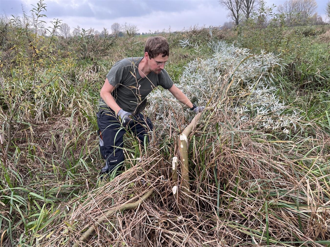"Freiwillige entfernen Weidenaufwuchs im Röhricht, Naturschutzaktion in Kleve, Foto von NZ Kleve"