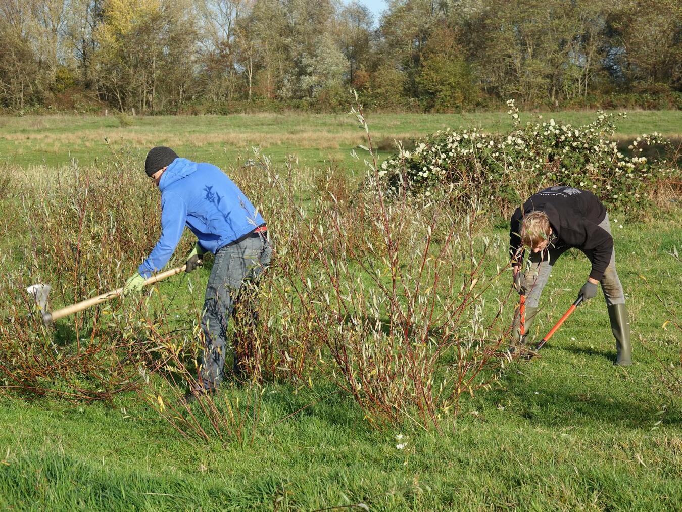 Gemeinsam sollen Weidenaufwuchs und Brombeeren zurückgedrängt werden. Foto: NZ Kleve
