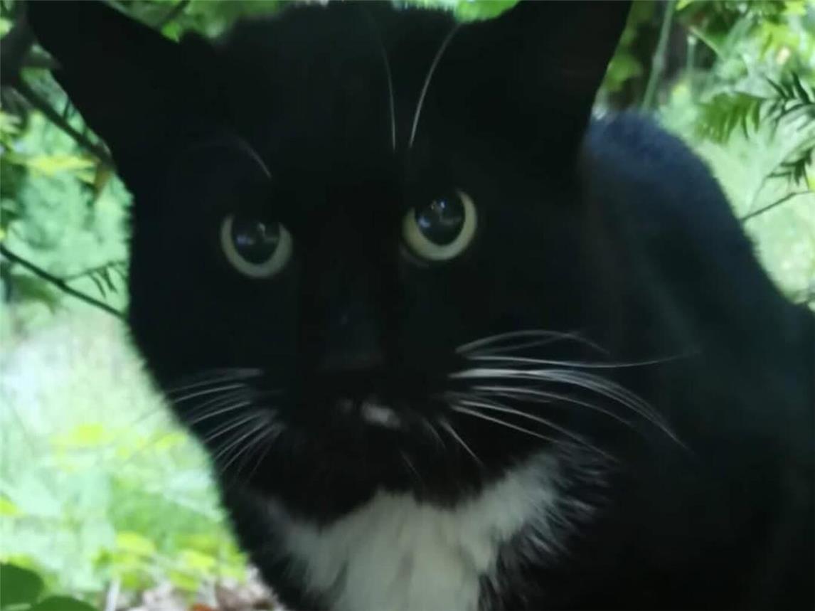 Gesucht: Streuner ist ein schwarzer Kater mit weißem Latz, weißen Pfoten und einem Fleck links unter der Nase. Foto: privat
