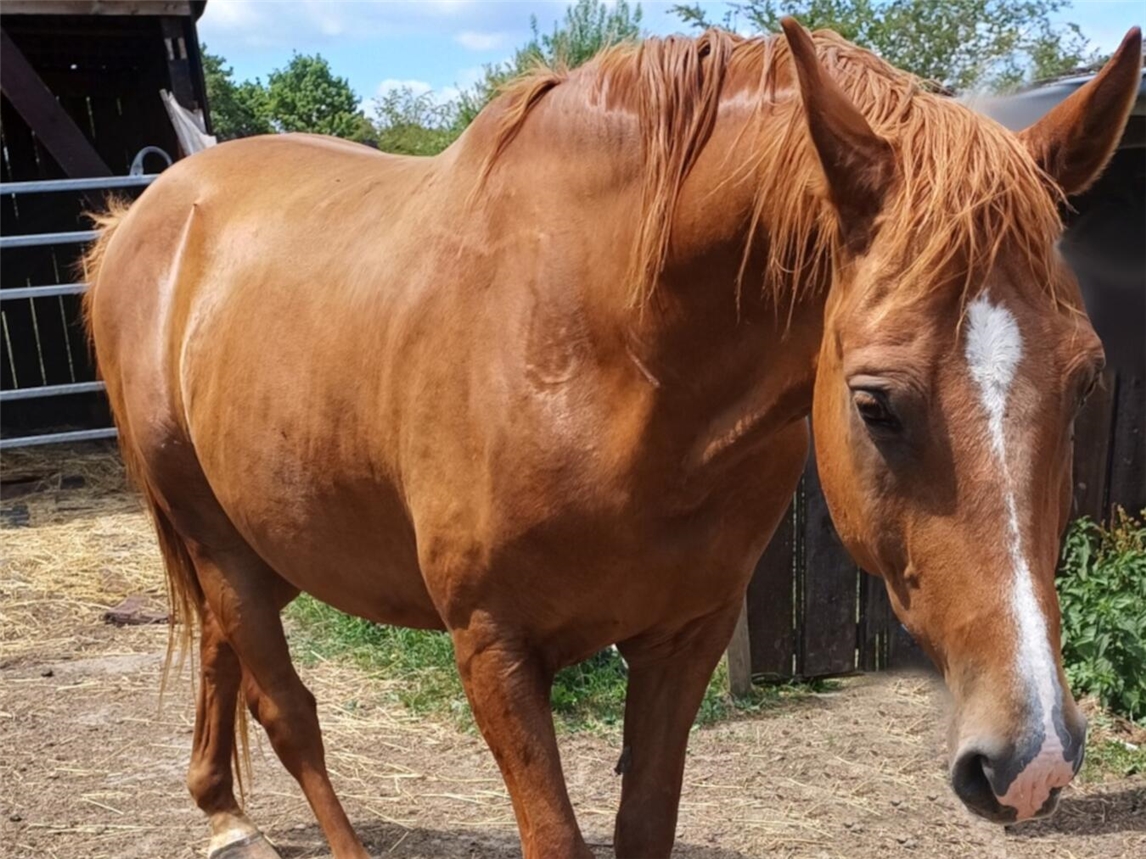 "Sachkundige Pferdehalter gesucht, tierschutzgerechte Haltung und Pflege von Pferden, Foto von Kreis Kleve"