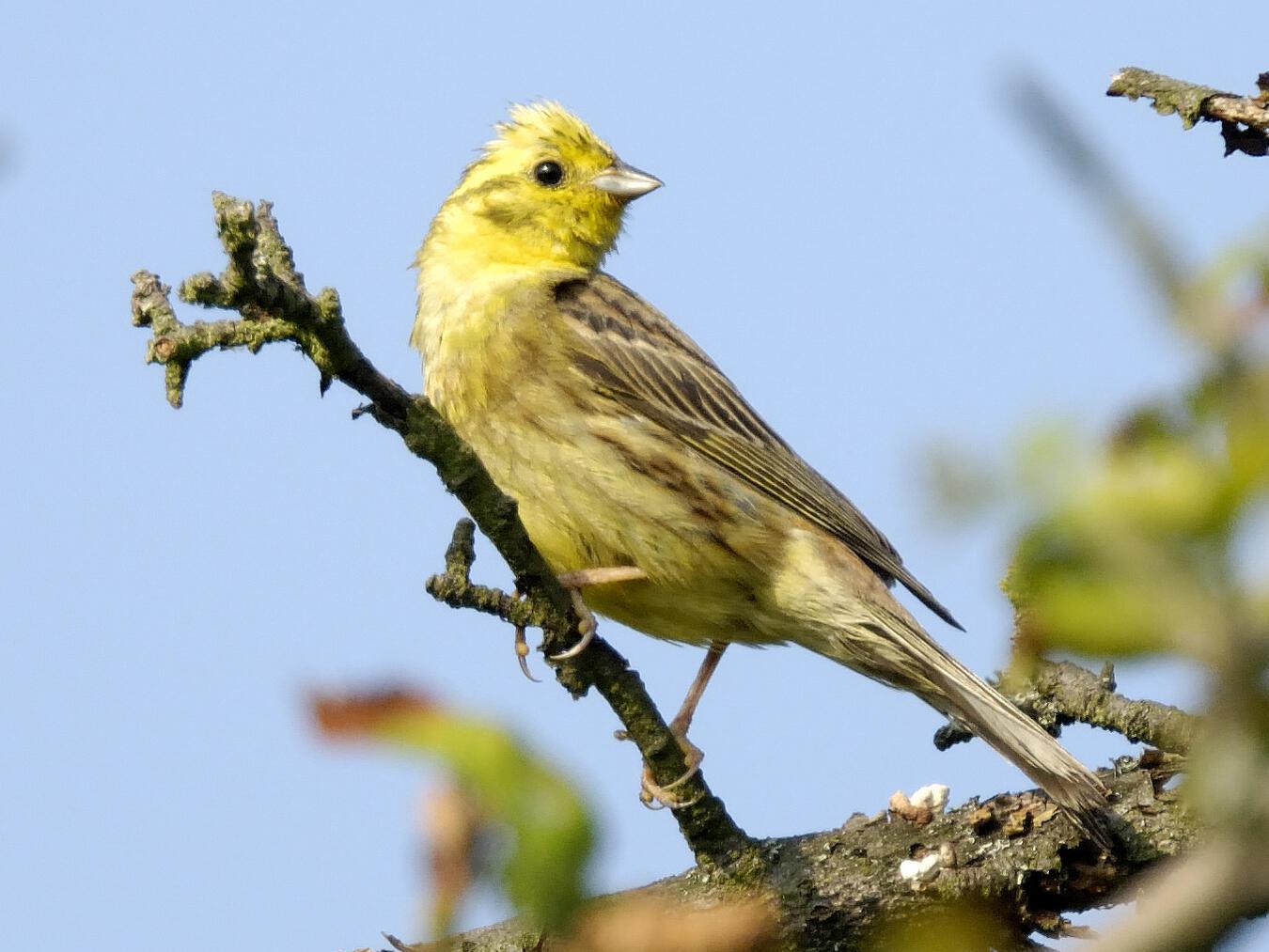 Goldammer – ein typischer Vogel von gehölzreichen Offenlandstrukturen.Foto: Nabu / Tom Dove