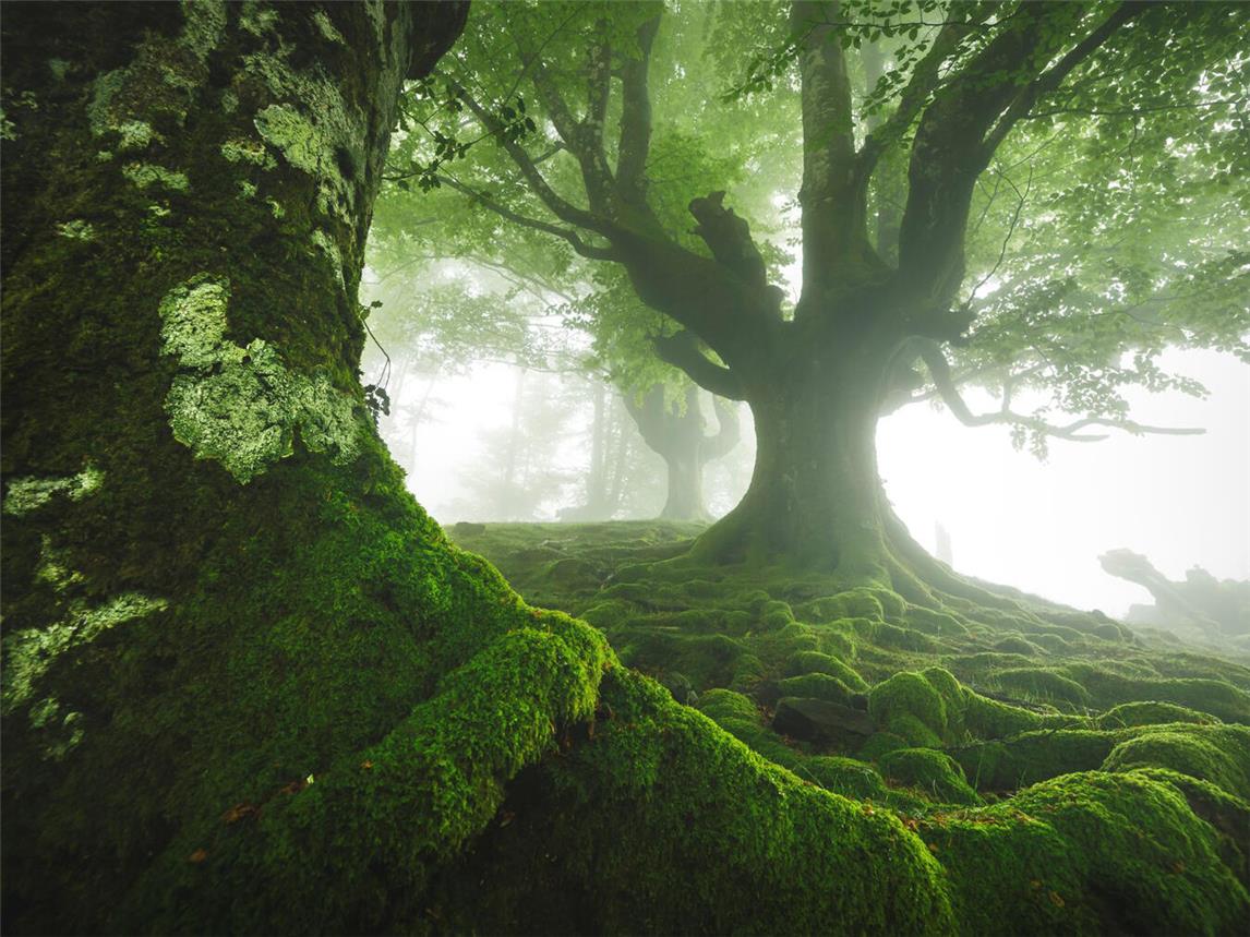 Grüner Teppich von Urtzi Vera aus Spanien ist eines der Siegerfotos des Wettbewerbs Glanzlichter 2024.Foto: Urtzi Vera 