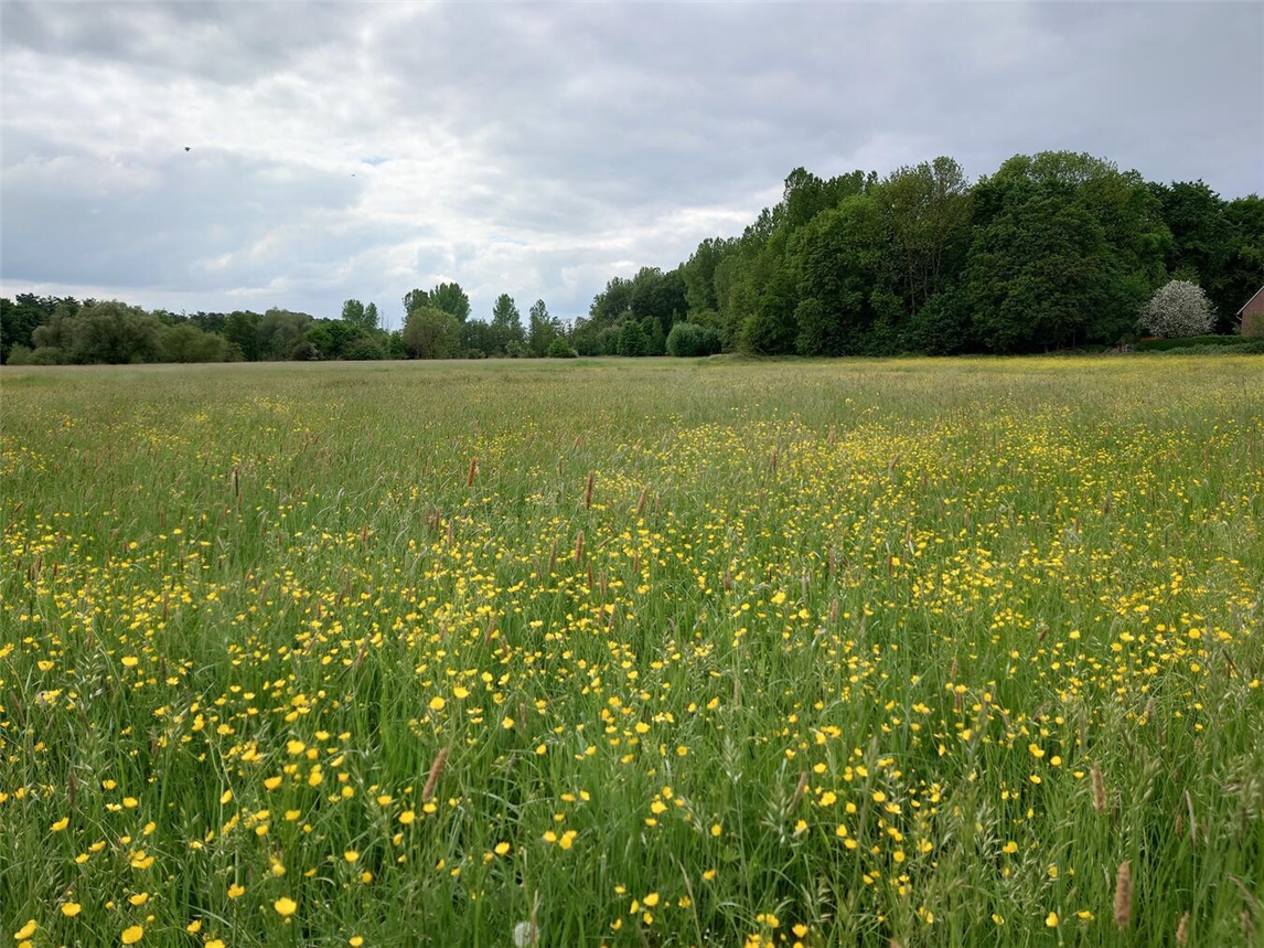 Grünlandlandschaft mit saftigem Gras unter blauem Himmel, Naturidylle, fotografiert von Silja Gerlach.