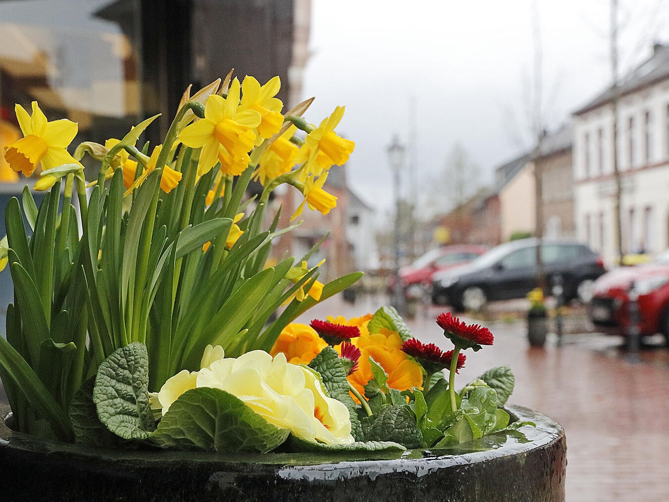 In der Nieukerker Einkaufsstraße erblühen leuchtend gelbe Osterglocken und frühlingshafte Stiefmütterchen. 