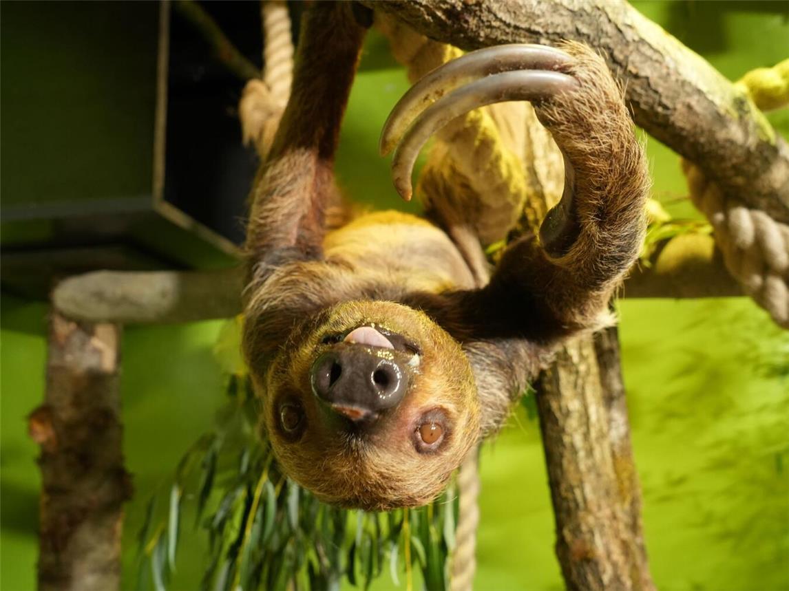 Hängt gern ab: Ende September ist Carlo nach Kleve gezogen. Foto: Tiergarten Kleve