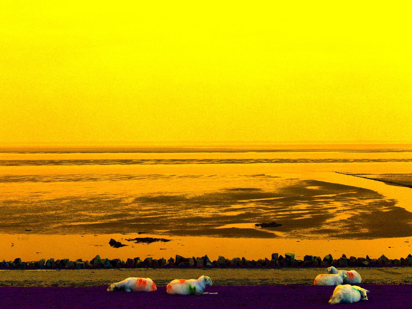 Hier hat Fischer Schafe auf dem Deich fotografiert. Fotos (2): Armin Fischer