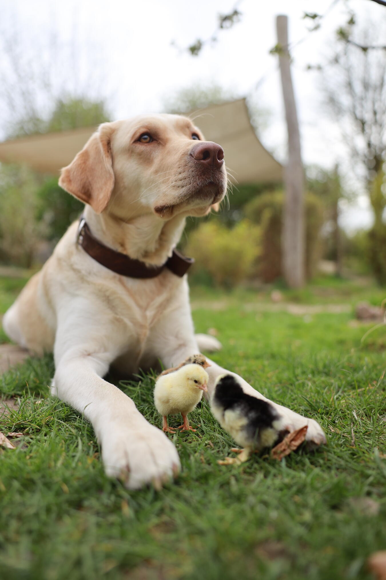 "Golden Retriever Käthe spielt fröhlich mit Kindern im Garten, freundlicher Familienhund, Foto von privat"