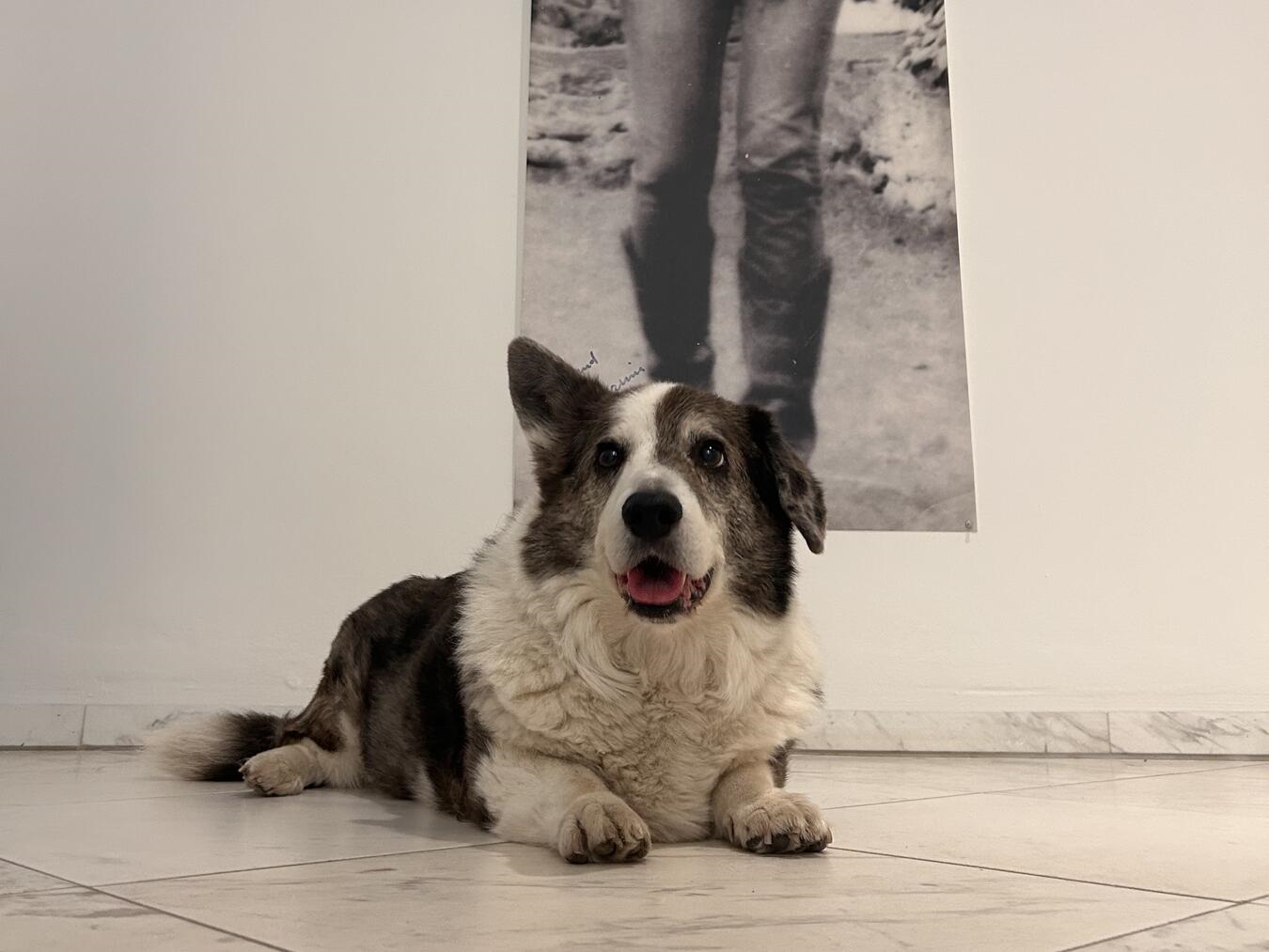 Hund betrachtet Kunstwerk im Museum Schloss Moyland, Ausstellung, Kultur, Kunstliebhaber, Museumsbesuch, Stiftung Museum Schloss Moyland.