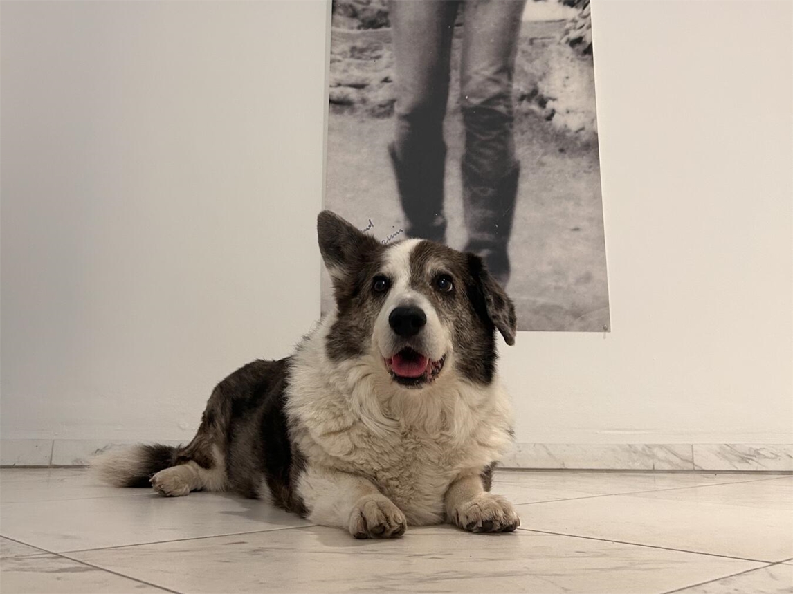 Hund betrachtet Kunstwerk im Museum Schloss Moyland, Ausstellung, Kultur, Kunstliebhaber, Museumsbesuch, Stiftung Museum Schloss Moyland.