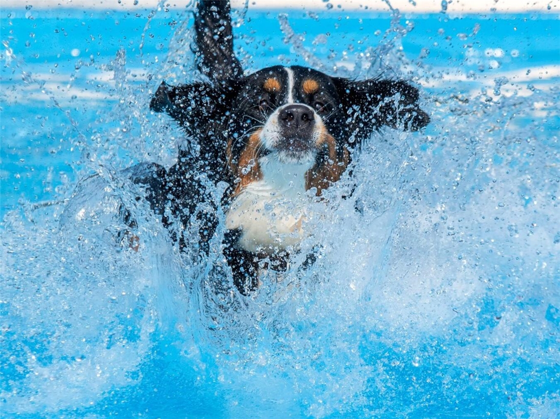 Hunde können am 21. September in Kevelaer baden gehen.Foto: Melanie Schulz