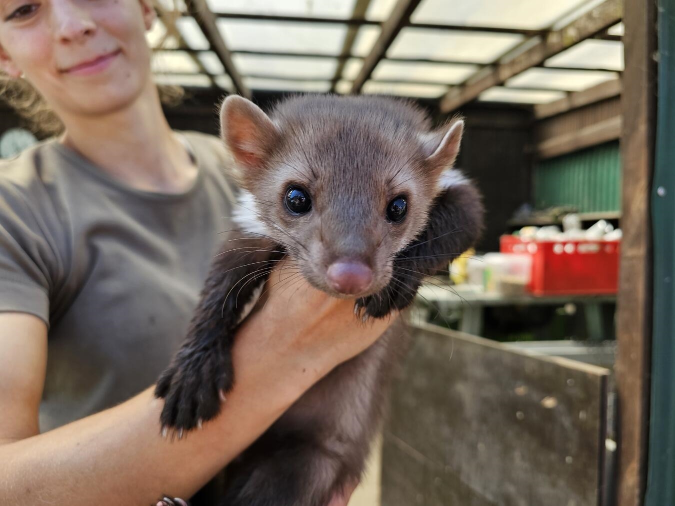 "Wildtiere in der Auffangstation Weeze, Kreis Kleve, fotografiert von Thomas Langer"