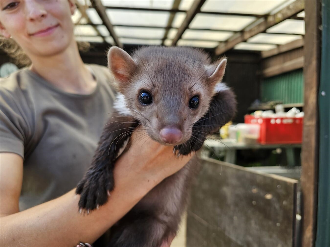 "Wildtiere in der Auffangstation Weeze, Kreis Kleve, fotografiert von Thomas Langer"